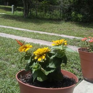 Meet your Posher, Jo